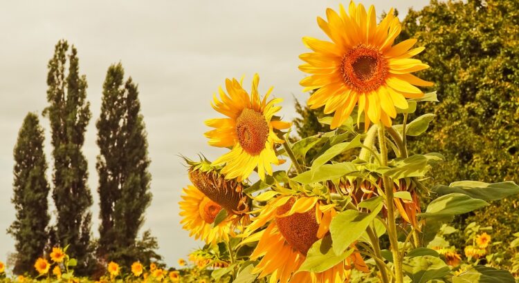 sunflowers, garden, yellow flowers, nature, blossom, bloom, sunflowers, sunflowers, sunflowers, sunflowers, sunflowers, garden, garden, garden, yellow flowers